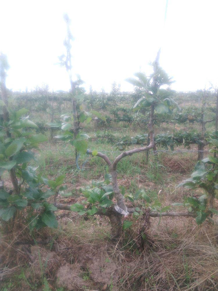 Pommier - Reinette de Baumann - Verrier 4 Bras - Force 1 - Autre