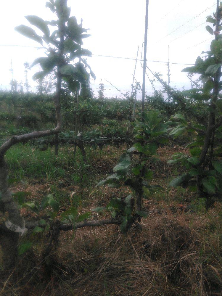 Pommier - Reinette de Baumann - Verrier 4 Bras - Force 1 - Autre