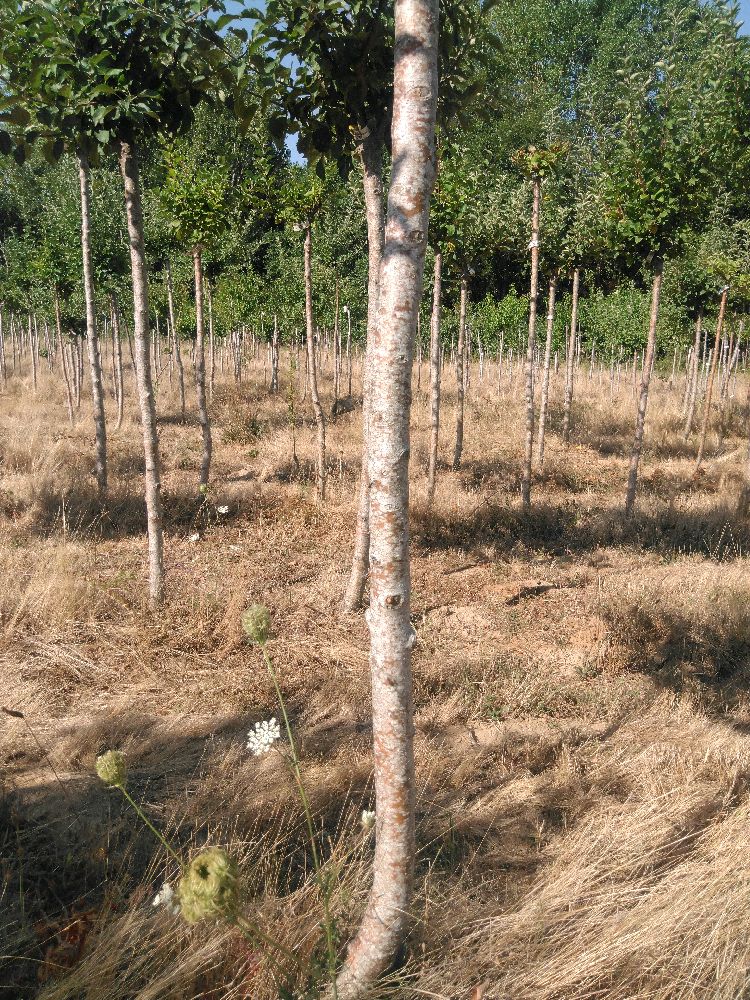 Pommier - Reinette de Bretagne - Tige Demi - Force 3 - Penché