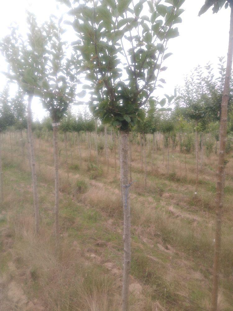 Pommier - Reinette de Caux - Tige Demi - Force 2 - Autre