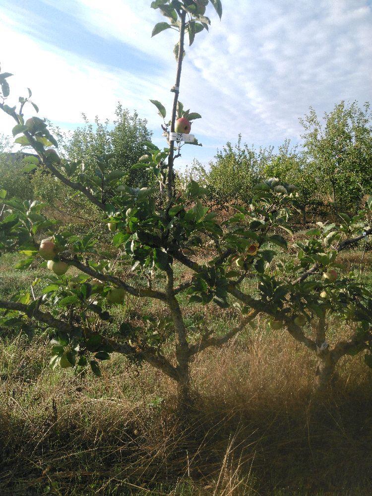 Pommier - Reinette de Cuzy - Palmette Oblique 2 Etages - Force 4 - Autre