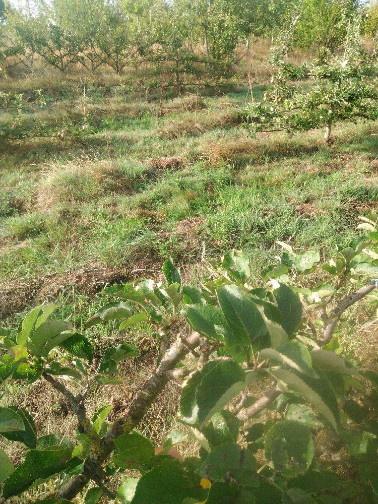 Pommier - Reinette de Cuzy - Palmette Oblique 2 Etages - Force 4 - Autre