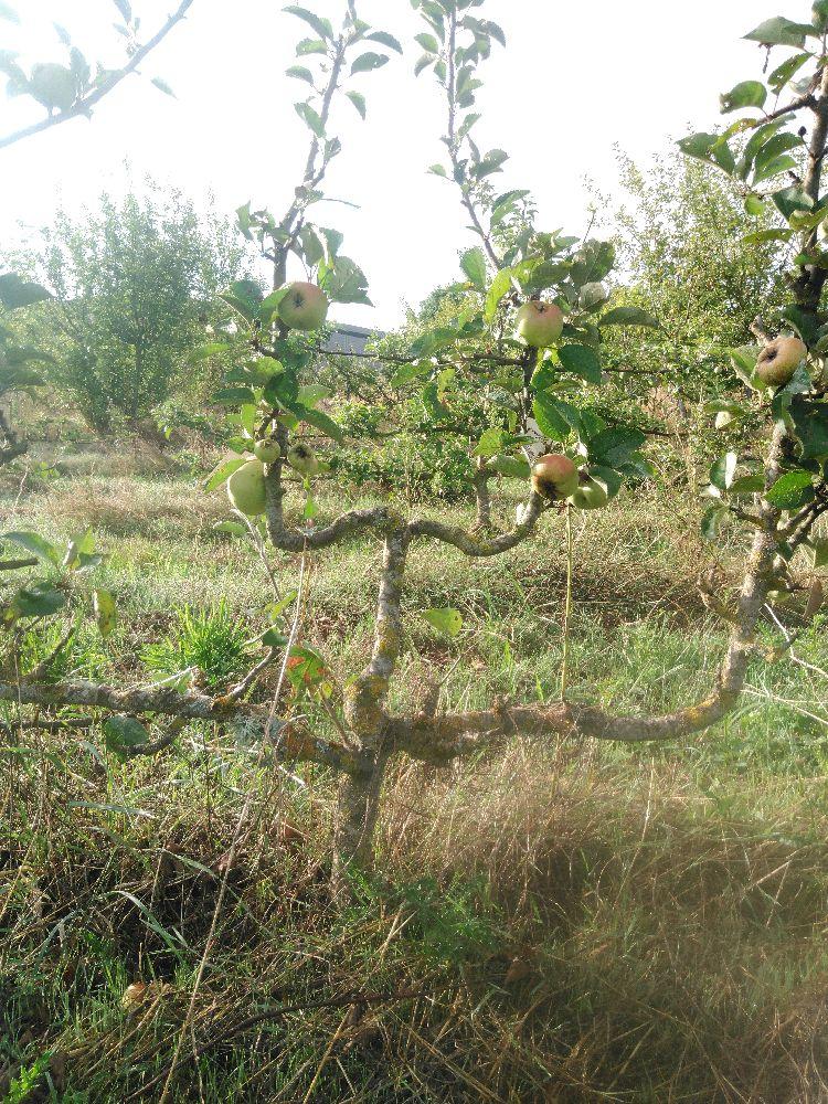 Pommier - Reinette de Cuzy - Verrier 4 Bras - Force 2 - Autre