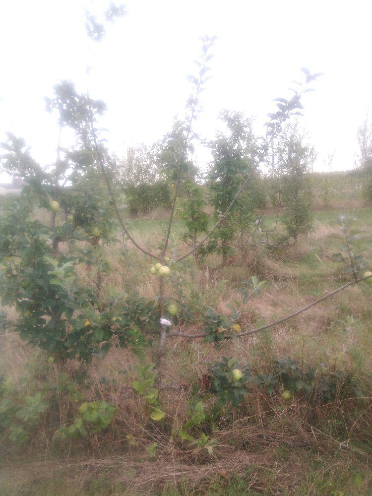 Pommier - Reinette du Mans - Cordon 2 Etages - Force 3 - Autre