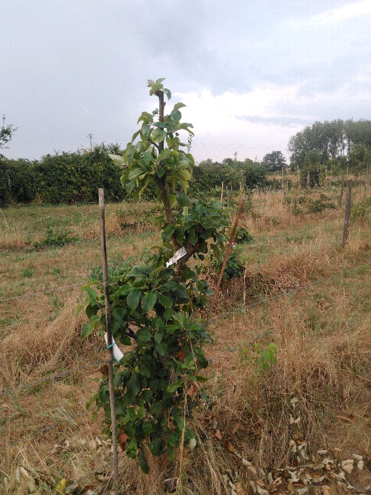 Pommier - Reinette du Mans - Cordon Vertical - Force 3 - Autre