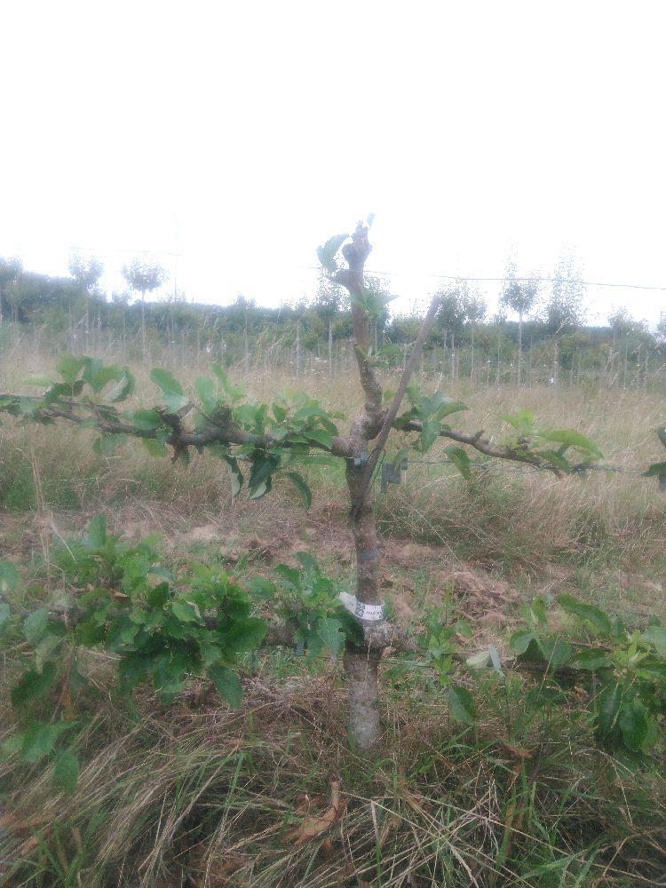 Pommier - Rubinette - Cordon 2 Etages - Force 2 - Autre