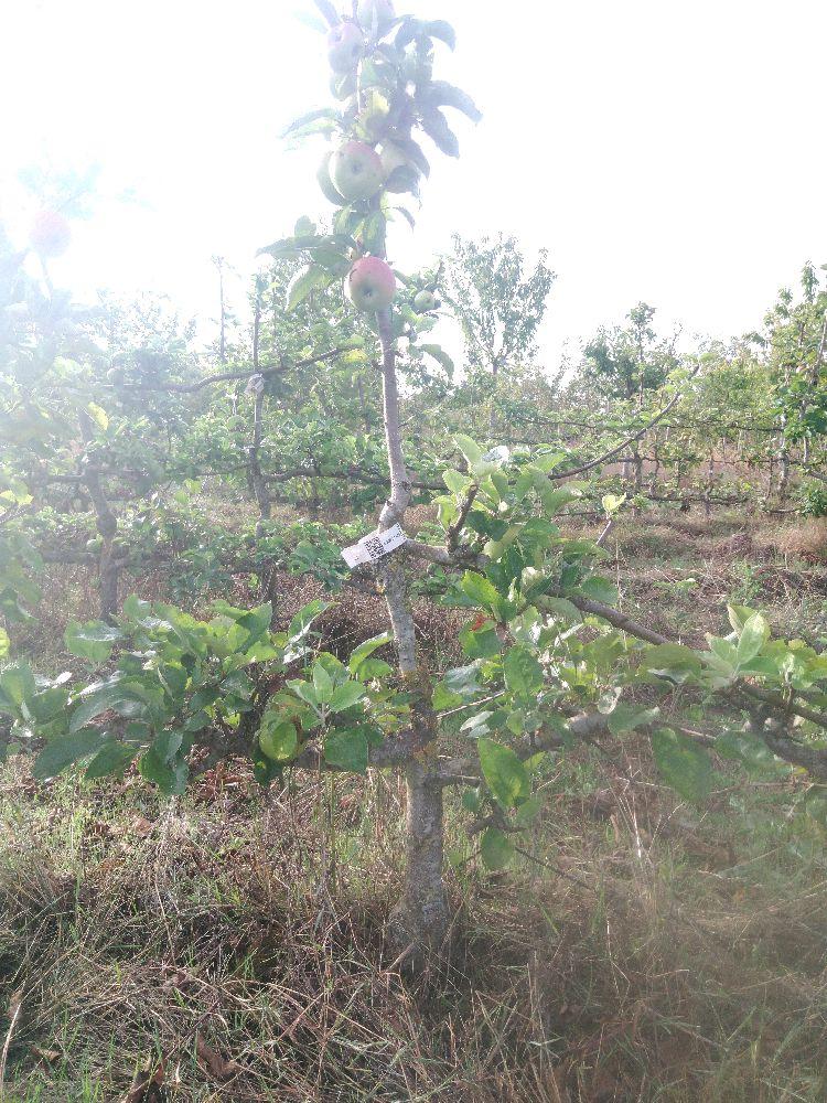 Pommier - Signe Tillish - Cordon 2 Etages - Force 2 - Forme pas aboutie