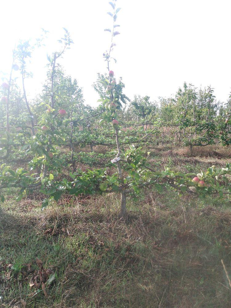 Pommier - Signe Tillish - Cordon 2 Etages - Force 2 - Forme pas aboutie