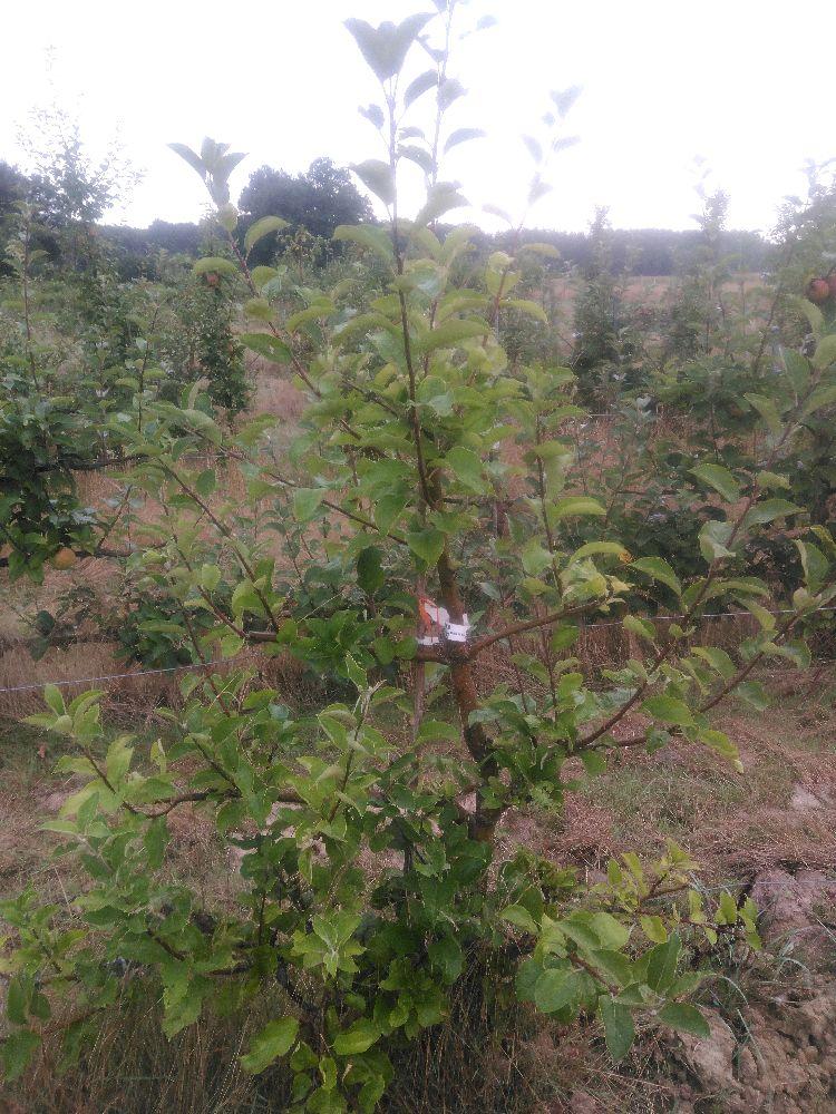 Pommier - Signe Tillish - Cordon 3 Etages - Force 2 - Autre