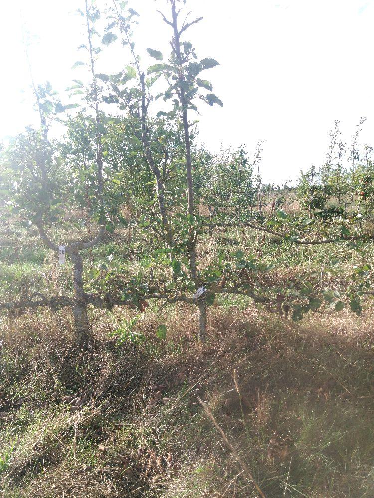 Pommier - Transparente de Croncels - Cordon 2 Etages - Force 1 - Autre