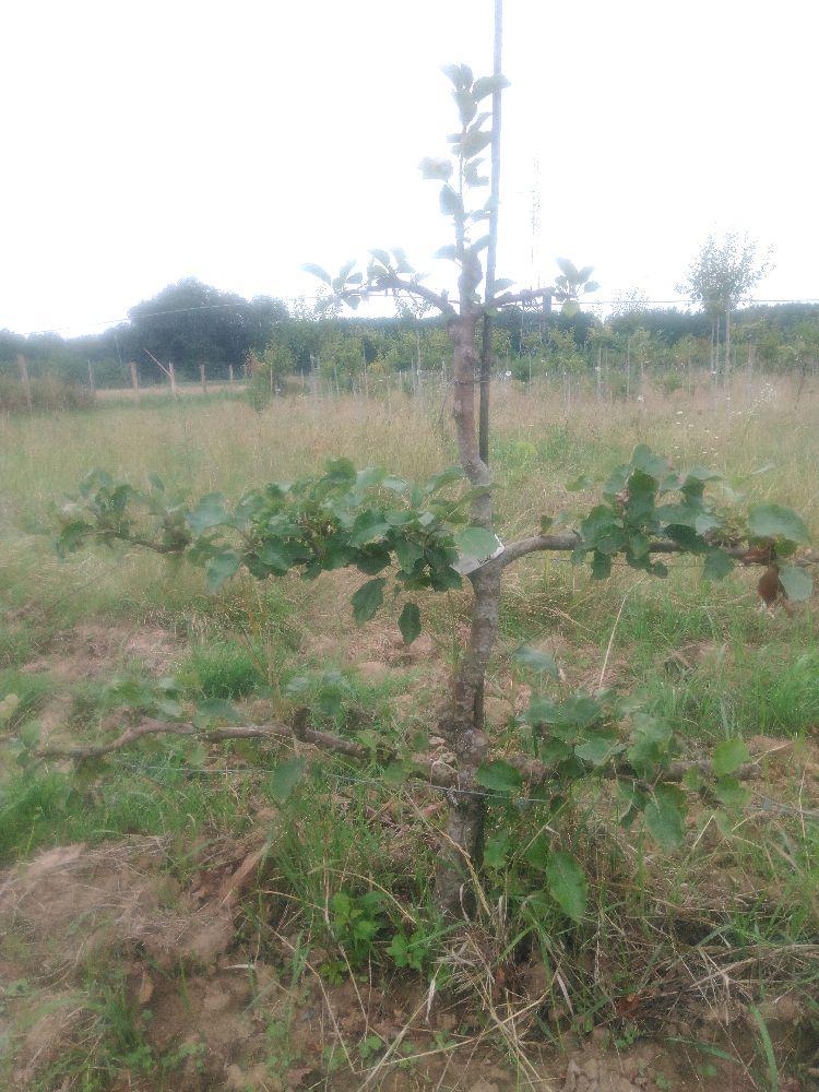 Pommier - Transparente de Croncels - Cordon 3 Etages - Force 2 - Autre