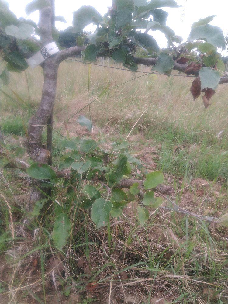 Pommier - Transparente de Croncels - Cordon 3 Etages - Force 2 - Autre