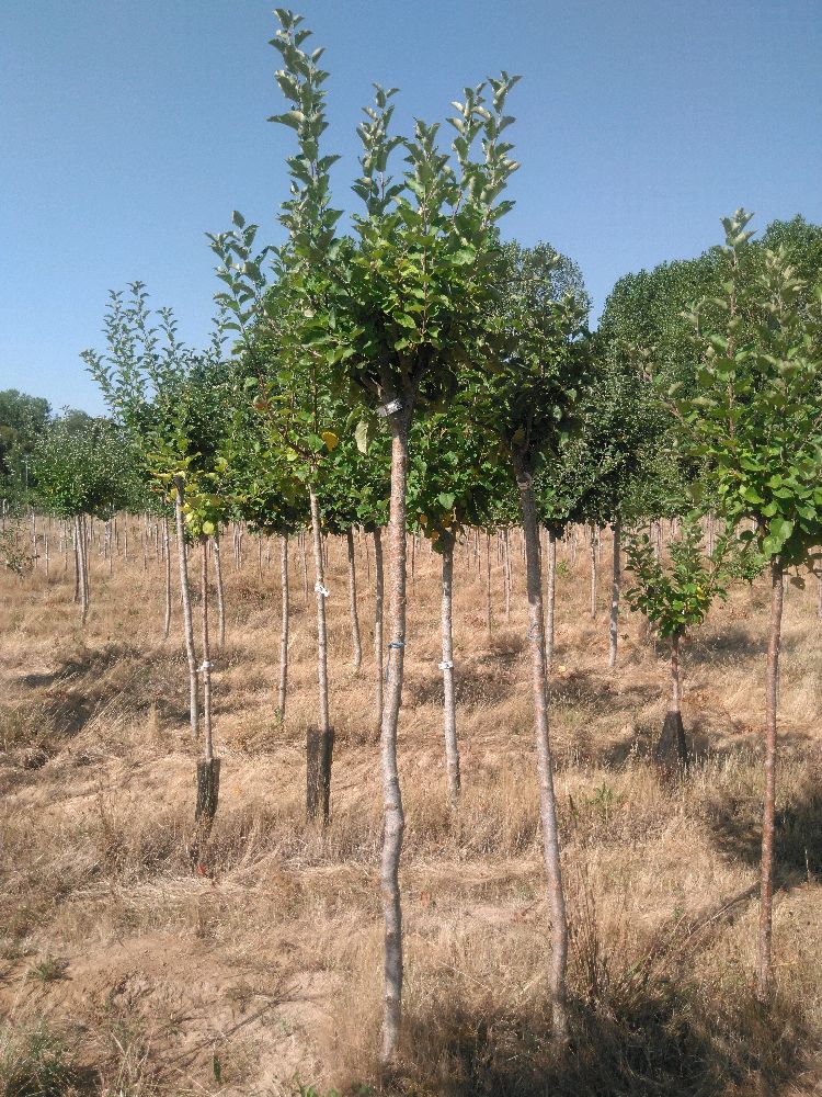 Pommier - Transparente de Croncels - Tige Haute - Force 3 - Penché