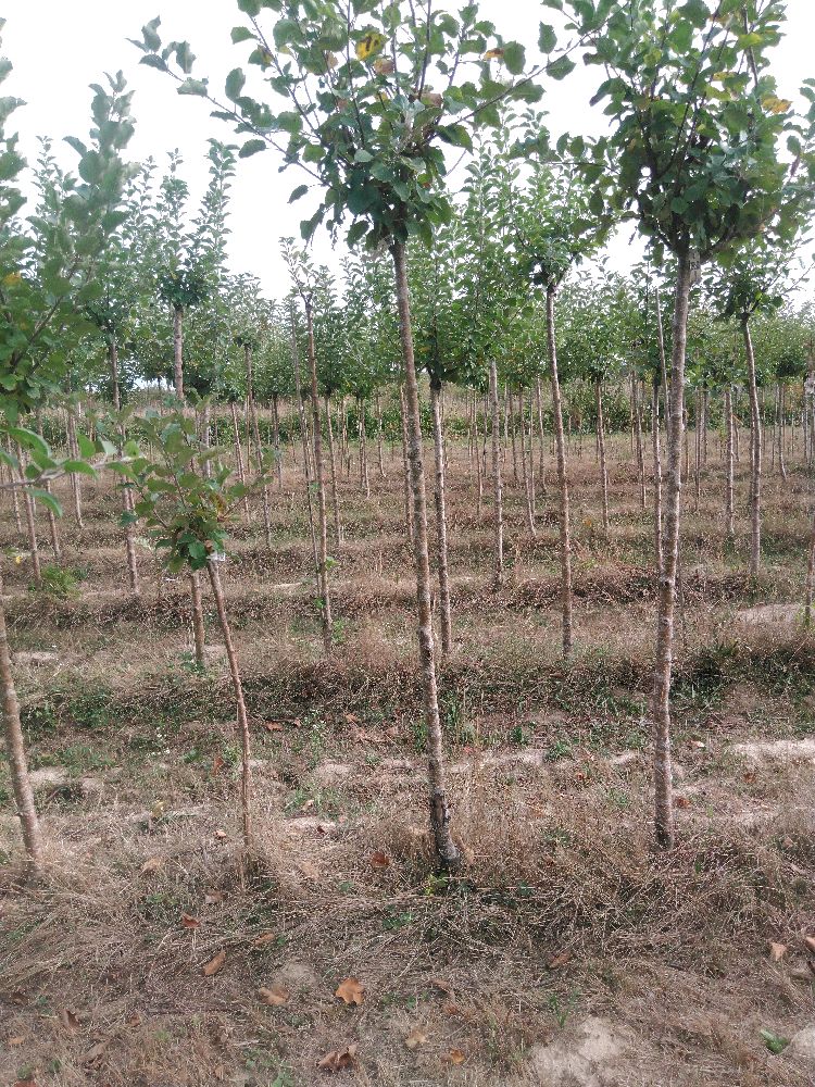 Pommier - Transparente de Croncels - Tige Haute - Force 1 - Cicatrice