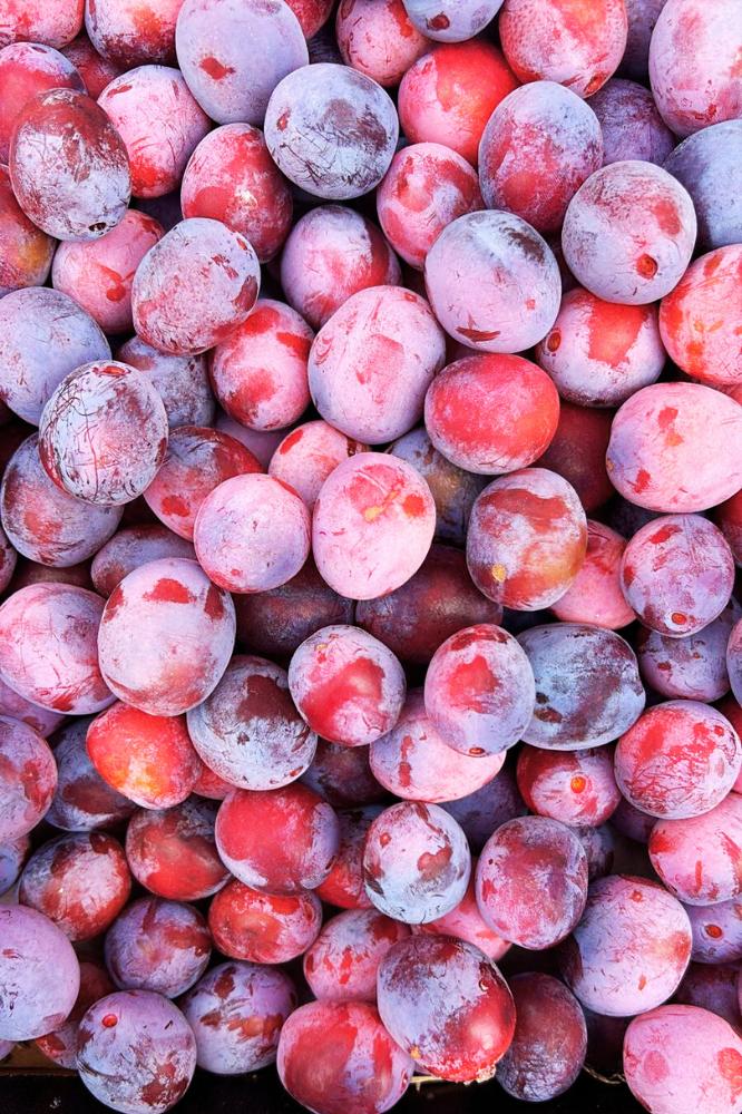 Prunier Damas d'Août - Arbres de plein vent - Premium