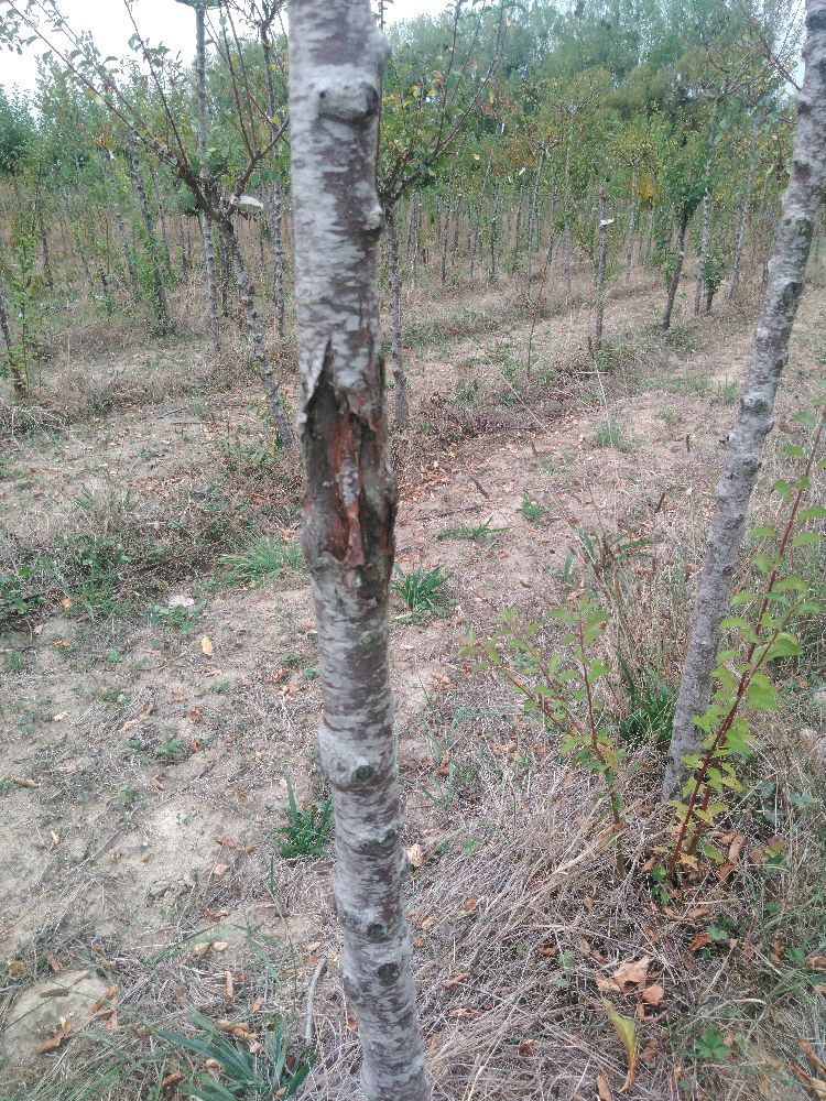 Prunier - Mirabelle de Nancy - Tige Demi - Force 1 - Cicatrice