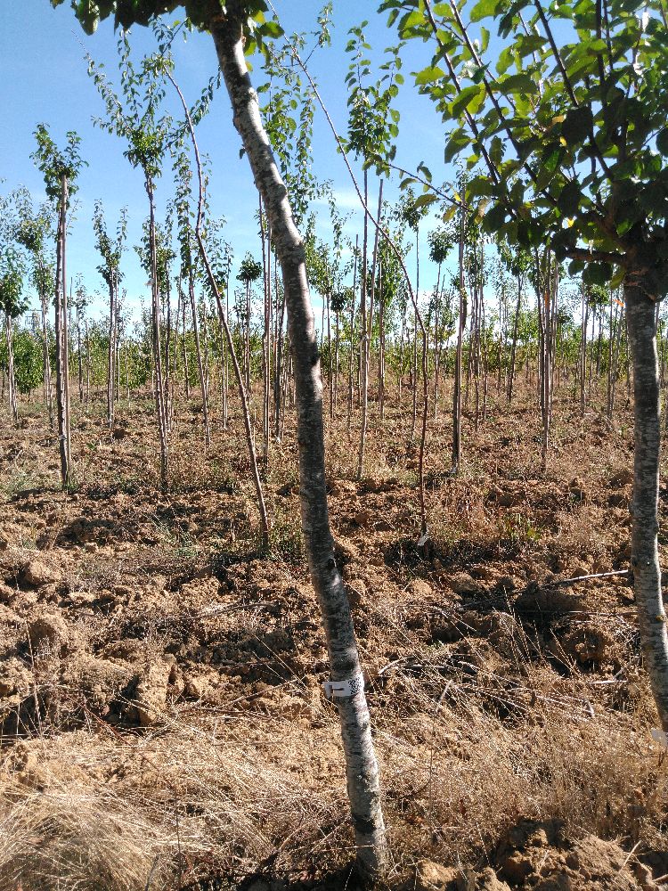 Prunier - Mirabelle de Nancy - Tige Demi - Force 2 -