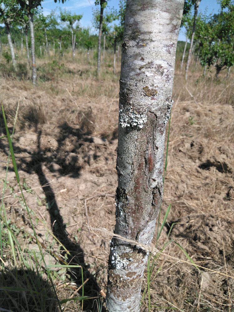 Prunier - Quetsche d'Alsace - Tige Demi - Force 3 - Cicatrice