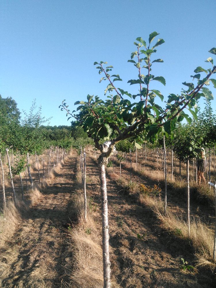 Prunier - Reine Claude Dorée - Tige Demi - Force 1 - Tête déséquilibrée