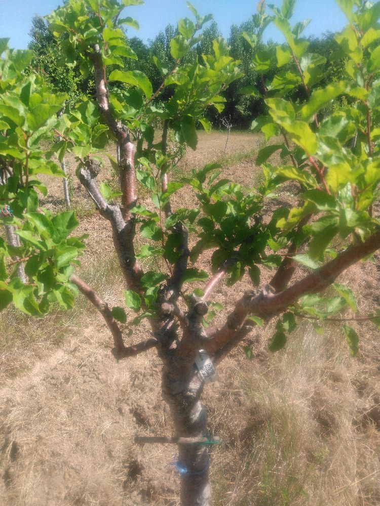 Prunier - Sainte Catherine - Tige Quart - Force 5 - Tête déséquilibrée
