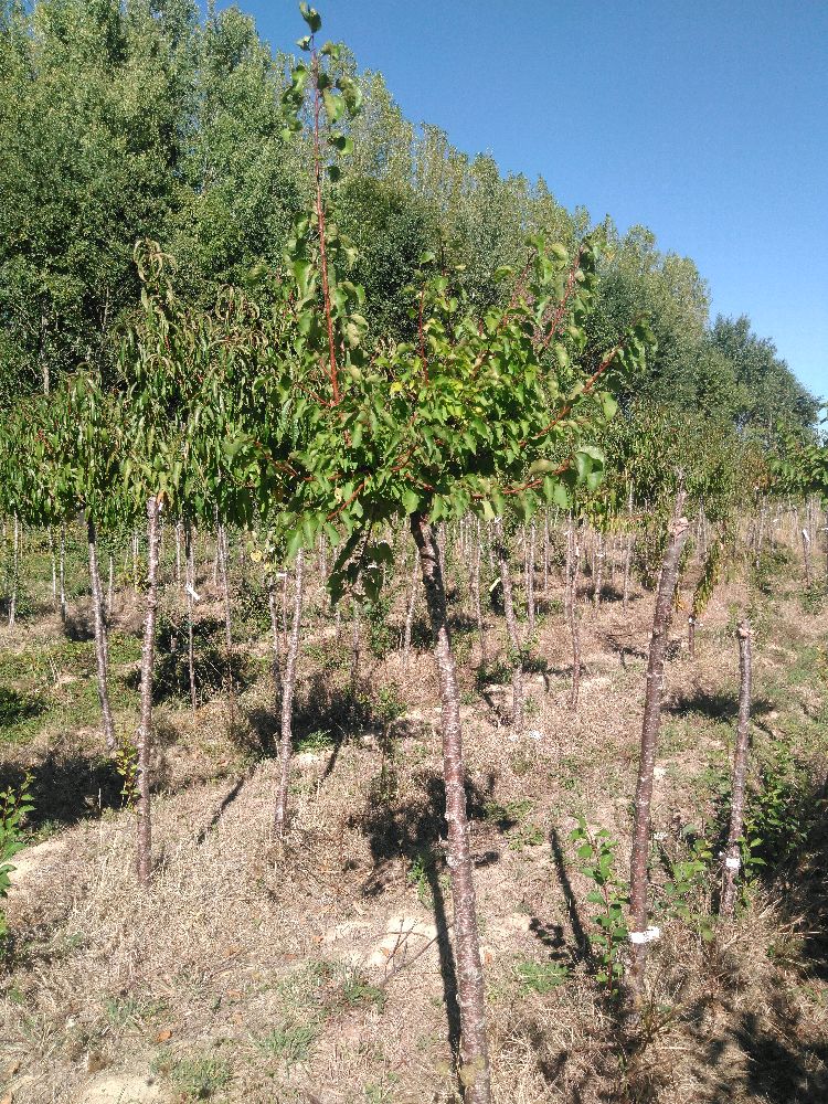 Abricotier - Pêche de Nancy - Tige Demi - Force 1 - Tête déséquilibrée