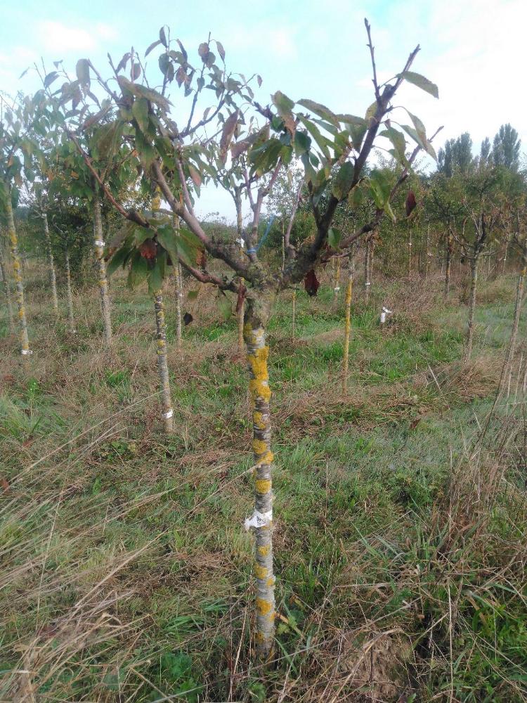 Bigarreau - Burlat - Tige Quart - Force 1 - Tête déséquilibrée