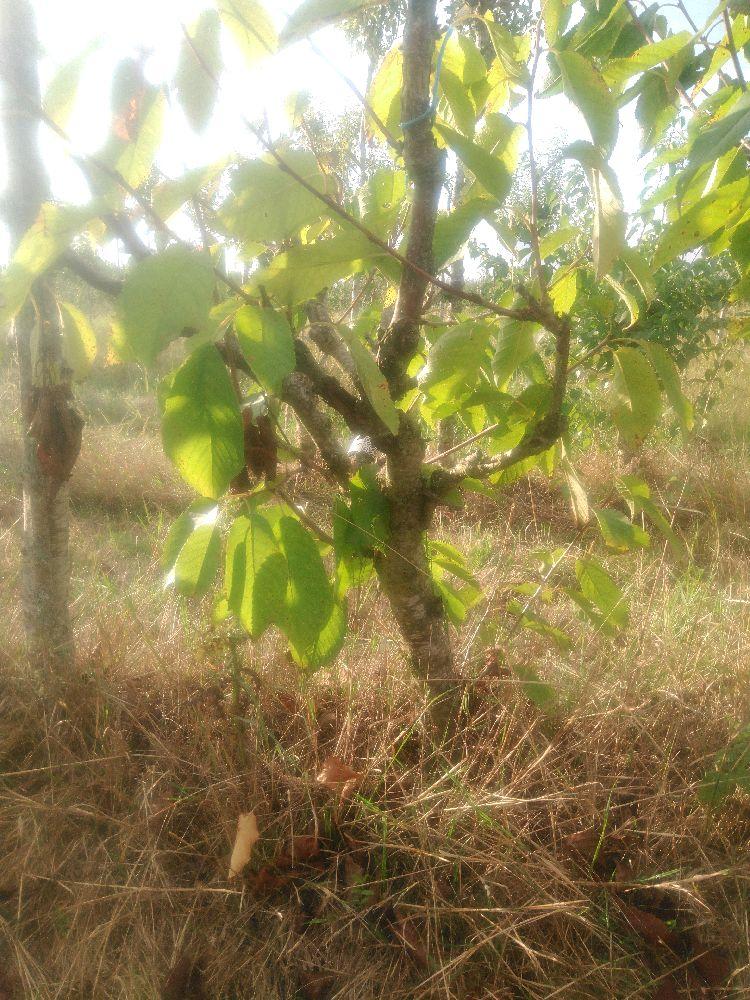 Bigarreau - Lapin's - Buisson - Force 1 - Autre