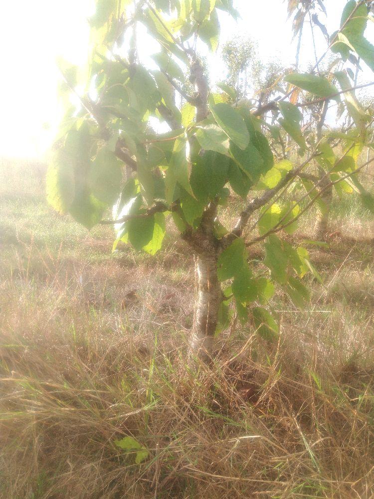 Bigarreau - Lapin's - Buisson - Force 1 - Autre