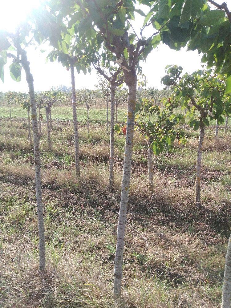 Bigarreau - Tardif de Vignola - Tige Demi - Force 1 - Cicatrice