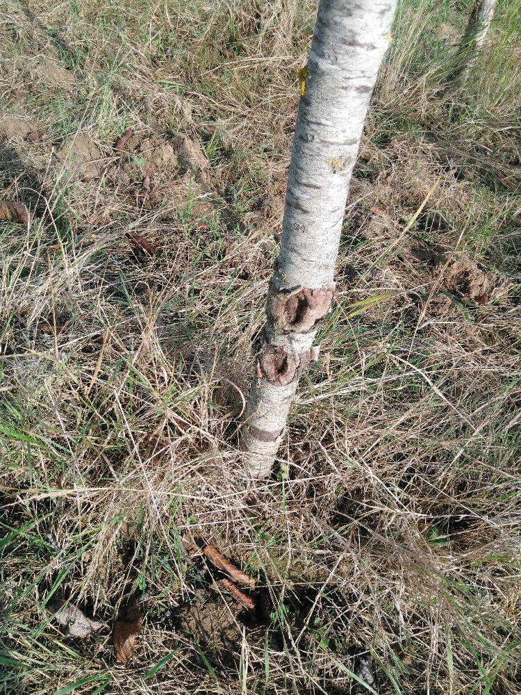 Bigarreau - Tardif de Vignola - Tige Demi - Force 1 - Cicatrice