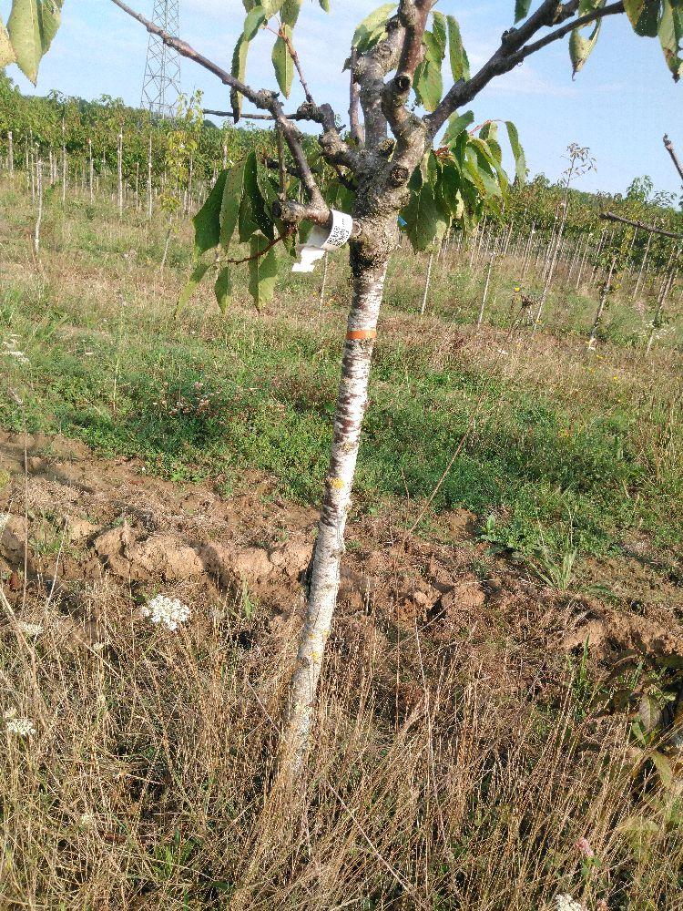 Bigarreau - Tardif de Vignola - Tige Quart - Force 1 - Cicatrice