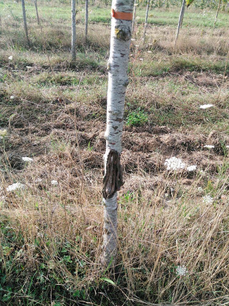 Bigarreau - Tardif de Vignola - Tige Quart - Force 1 - Cicatrice