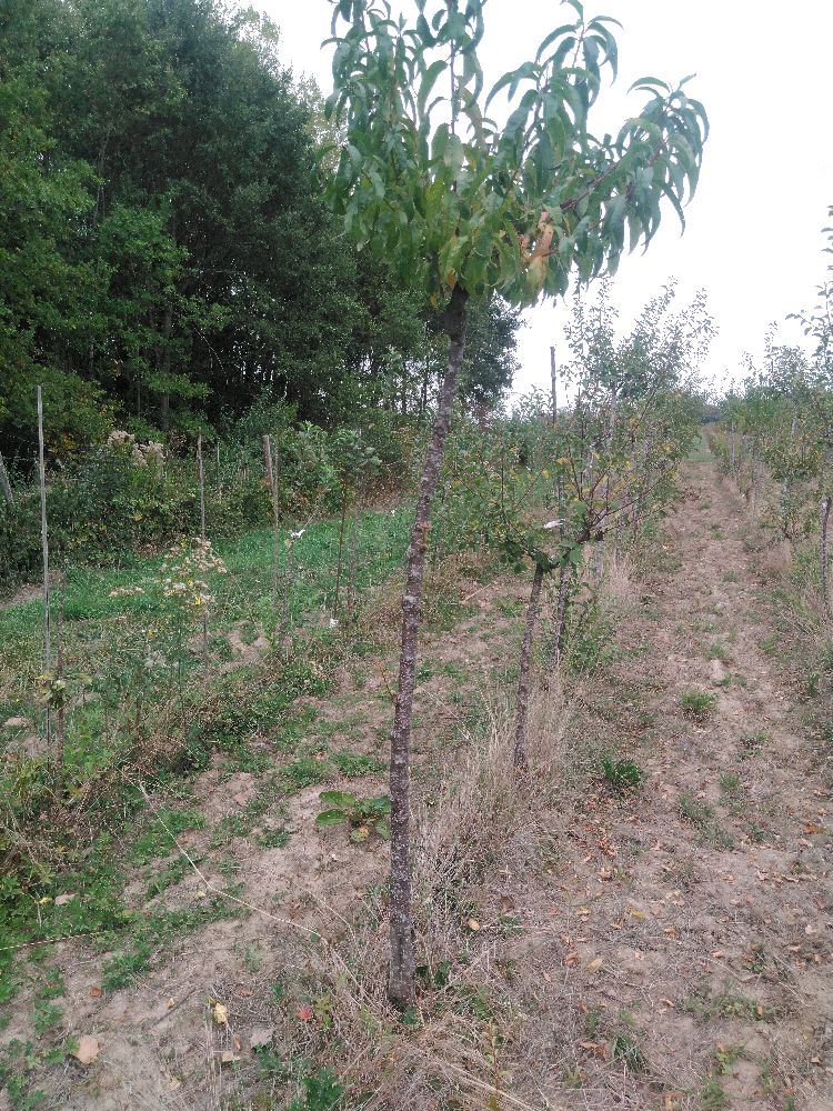 Brugnon - Nectarine Blanche - Tige Haute - Force 1 - Cicatrice