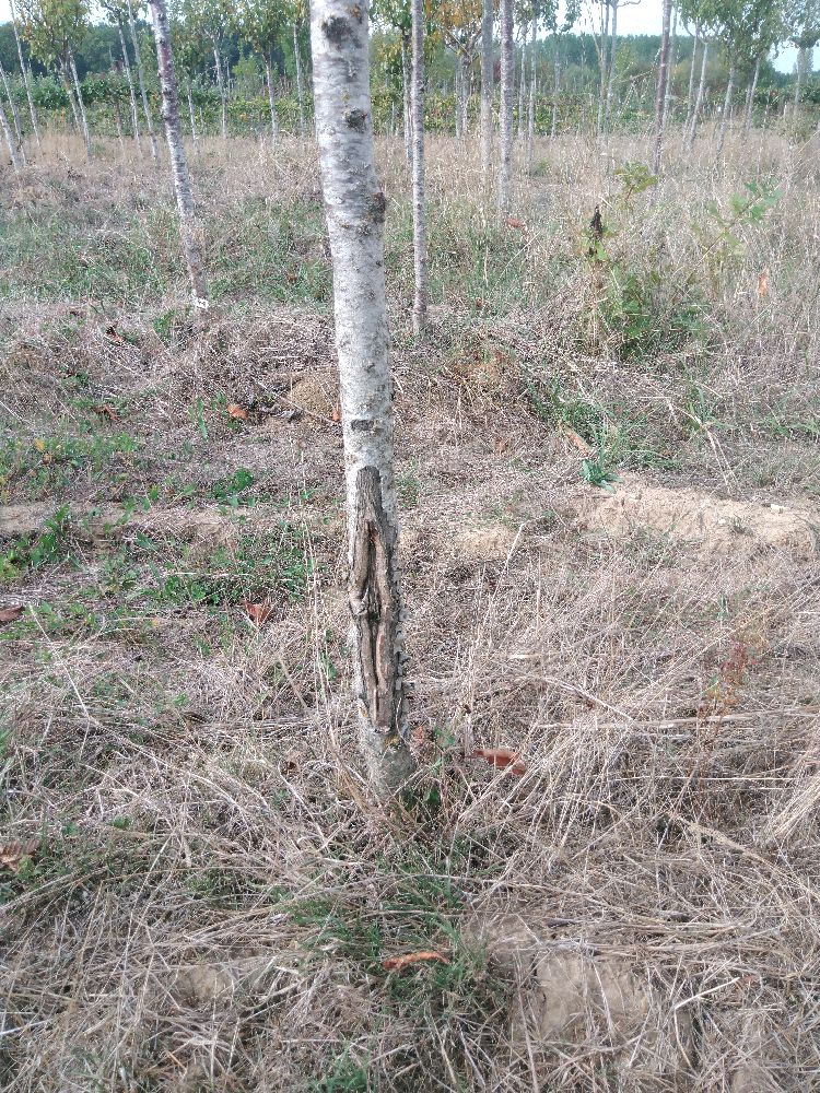 Cerisier Aigre - Montmorency Courte Queue - Tige Demi - Force 1 - Cicatrice