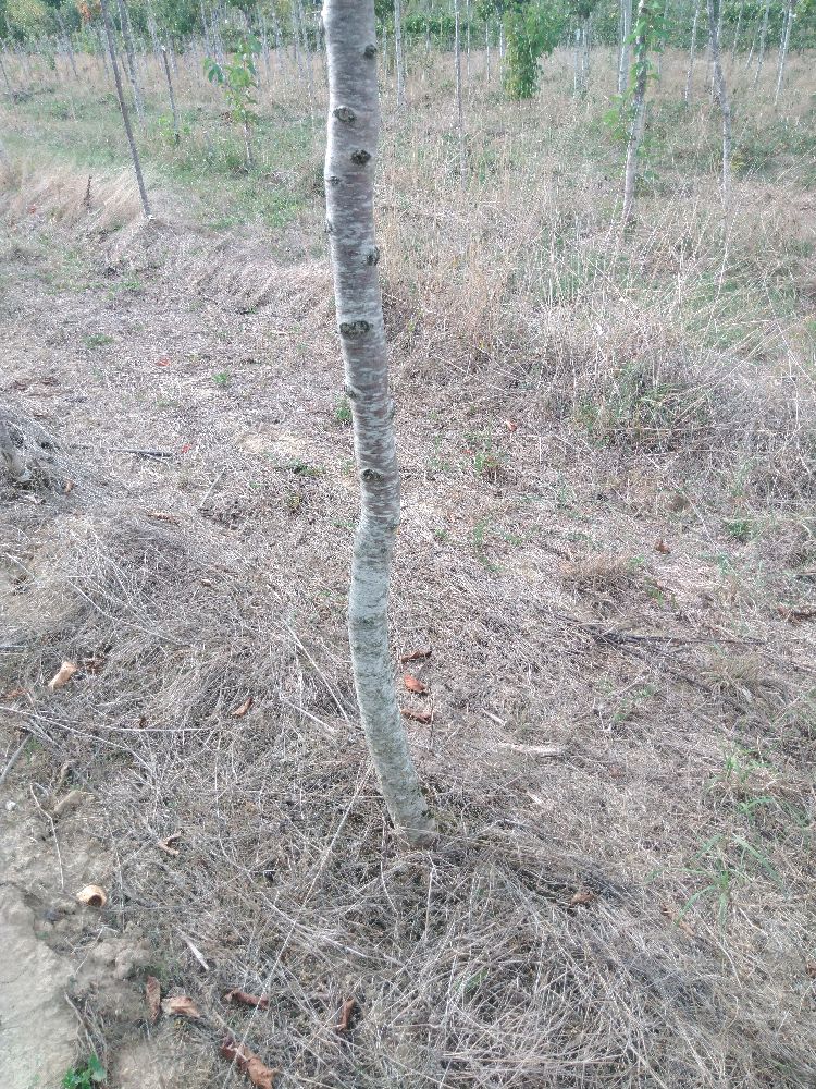Cerisier Aigre - Montmorency de Sauvigny - Tige Demi - Force 2 - Penché