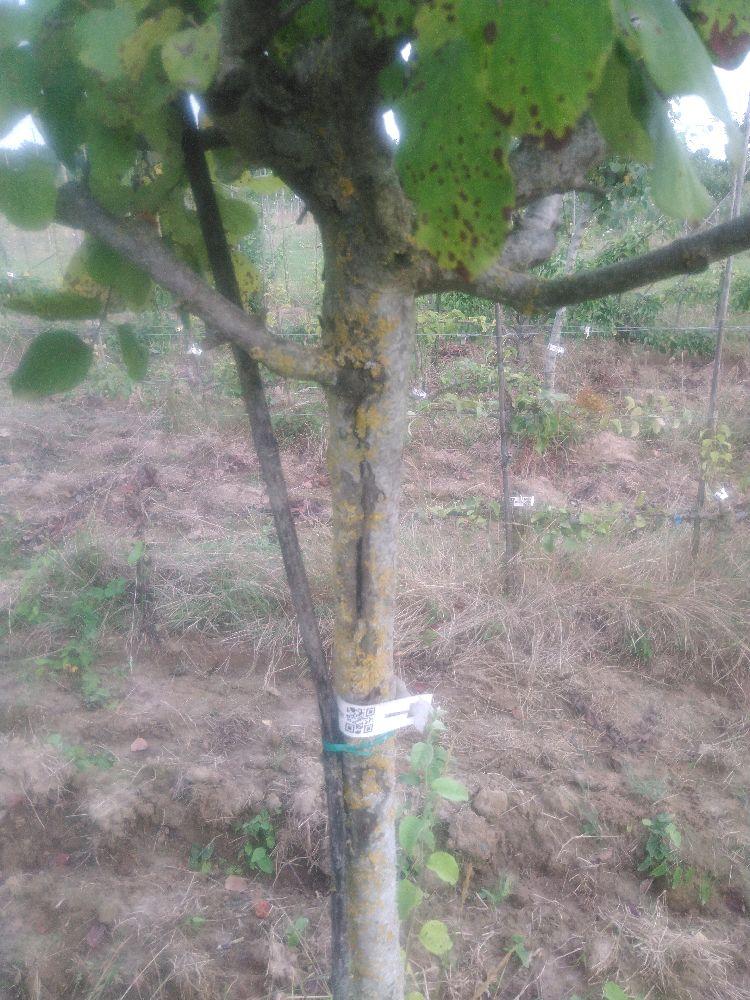 Cognassier - du Portugal - Tige Quart - Force 3 - Autre