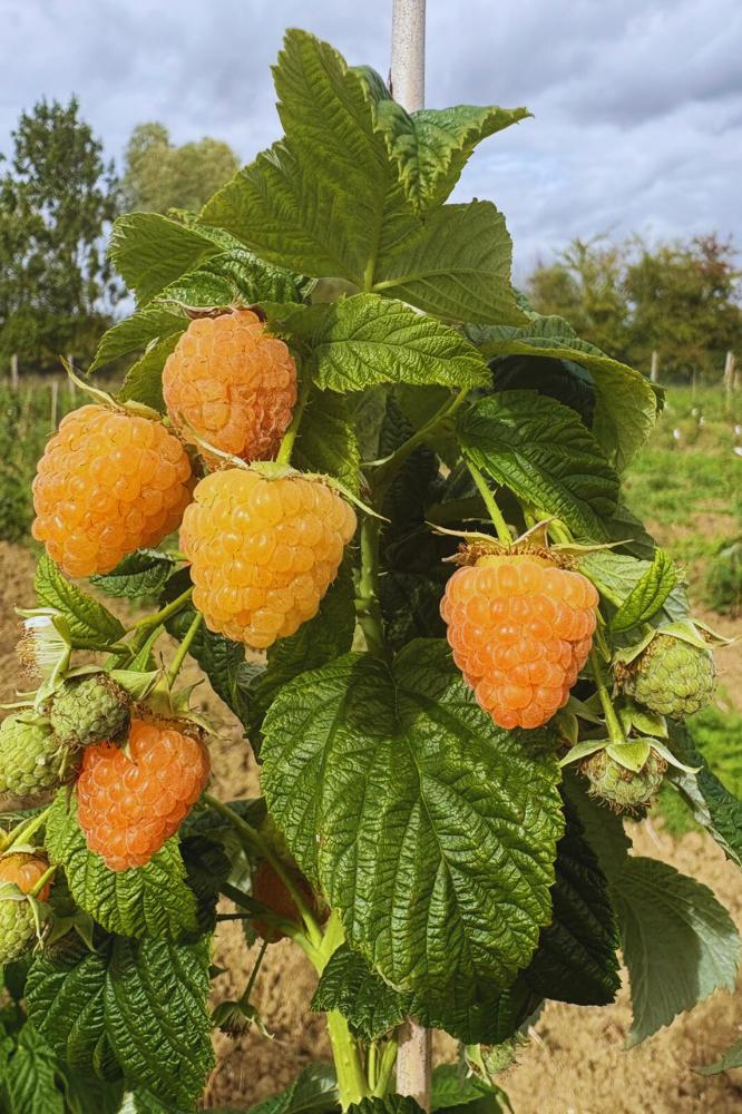 Framboisier Fallgold - Premium