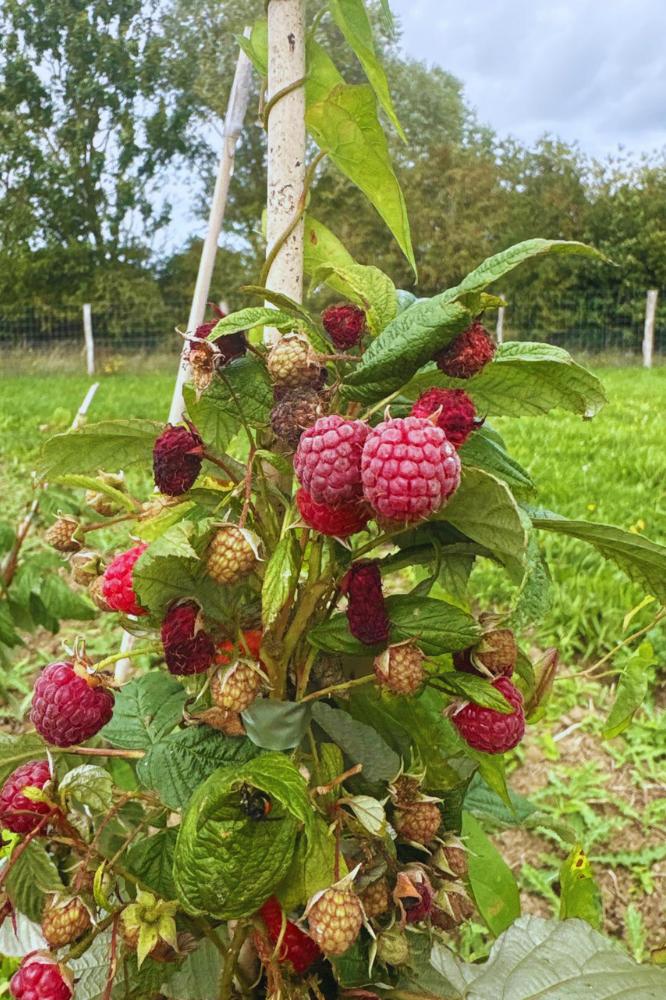 Framboisier Héritage - Premium