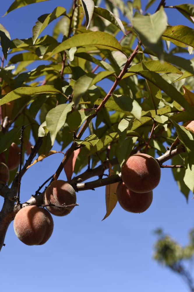 Pêcher Pêche de Vigne - Arbres de plein vent - Premium