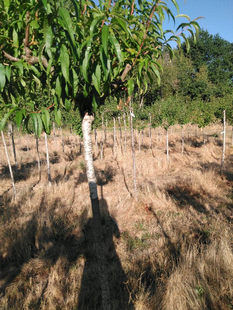 Pêcher - Madame Girerd - Tige Demi - Force 1 - Tronc coudé