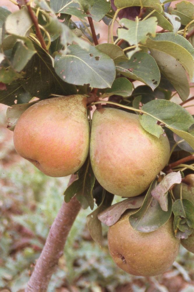 Poirier Beurré Baltet Père - Arbres de plein vent - Premium