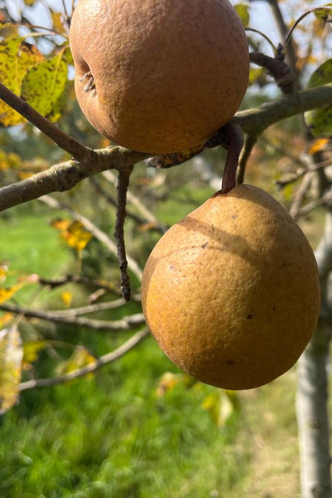 Poirier Beurré d'Aremberg - Arbres de plein vent - Premium