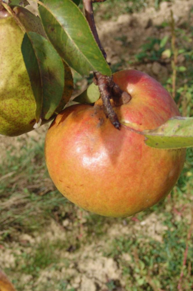 Poirier Doyenné d'Alençon - Arbres de plein vent - Premium