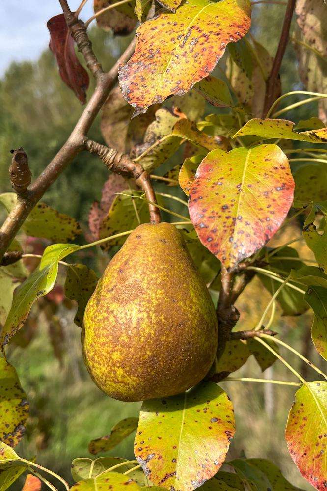 Poirier Duchesse d'Angoulême - Arbres de plein vent - Premium