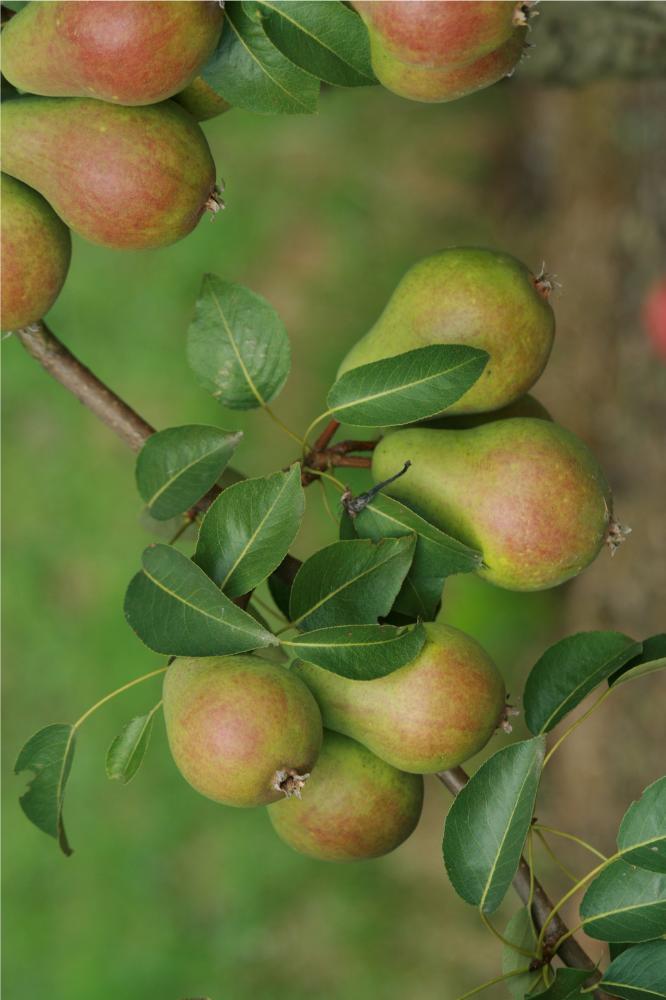 Poirier Précoce de Trévoux - Arbres de plein vent - Premium