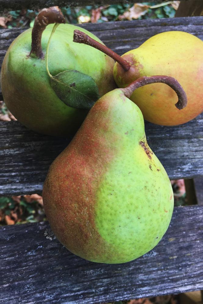 Poirier Sucrée de Montluçon - Arbres de plein vent - Premium