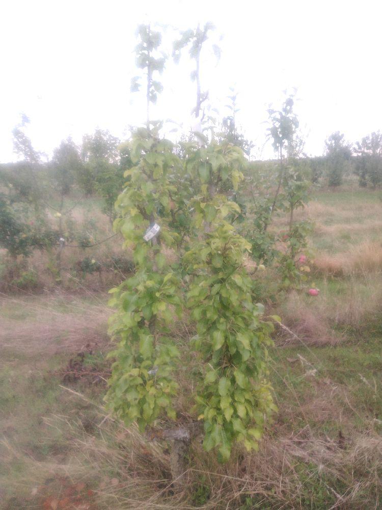 Poirier - Bergamote Crassane - U Simple - Force 5 - Autre