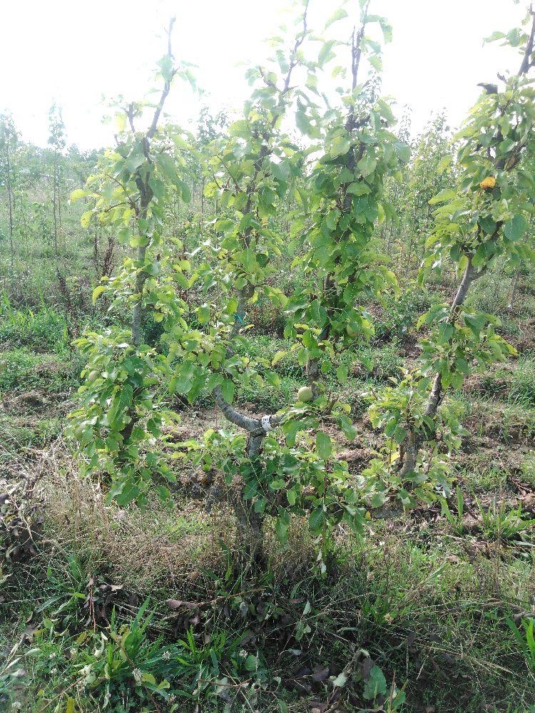 Poirier - Bergamote Crassane - Verrier 4 Bras - Force 4 - Autre