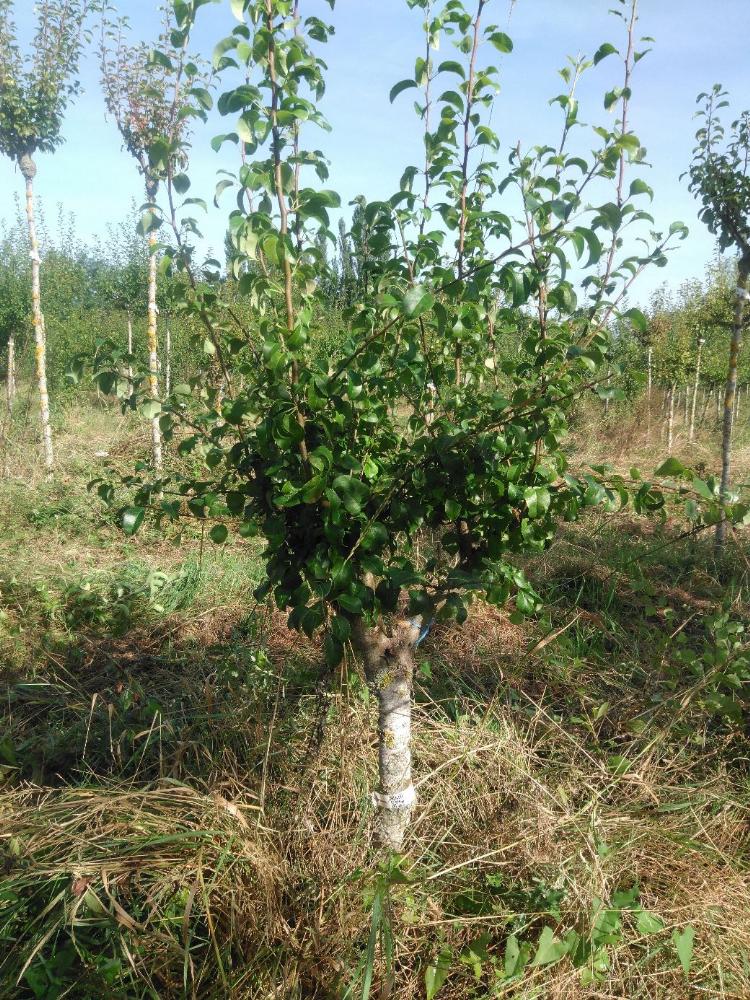 Poirier - Beurré Hardy - Buisson - Force 2 - Penché