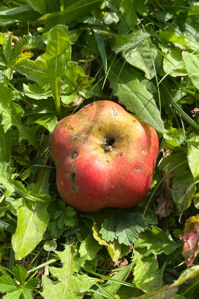 Pommier Api Étoilé - Arbres de plein vent - Premium